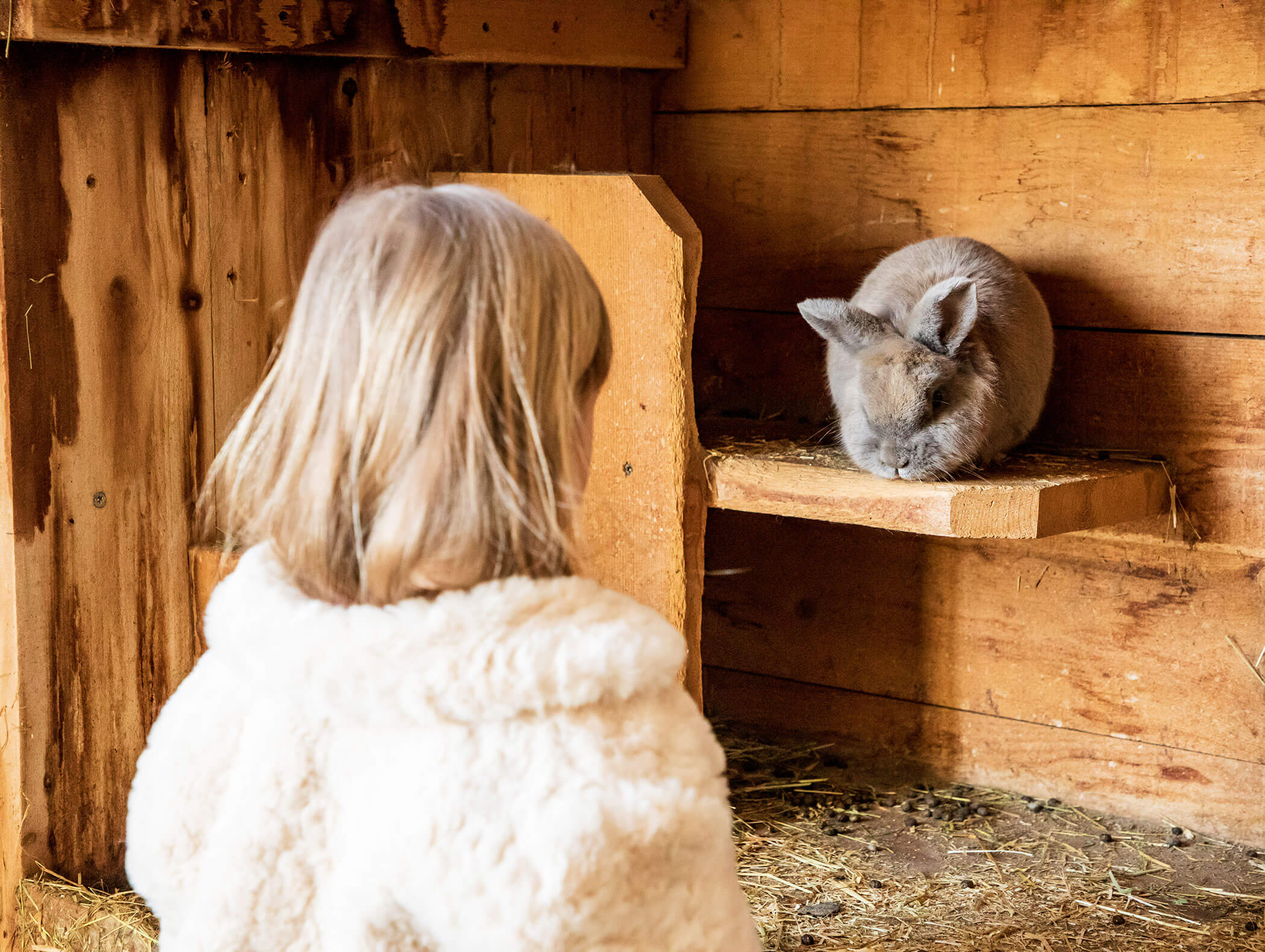 Farm animals - Kieserhof